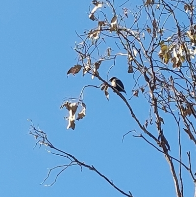 Artamus cyanopterus cyanopterus (Dusky Woodswallow) at Wirlinga, NSW - 1 Aug 2024 by RobCook