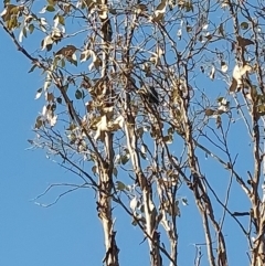 Artamus cyanopterus at Wirlinga, NSW - 1 Aug 2024 12:00 PM