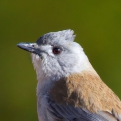 Colluricincla harmonica (Grey Shrikethrush) at Rendezvous Creek, ACT - 28 Jul 2024 by jb2602