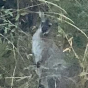 Notamacropus rufogriseus at Joadja, NSW - suppressed