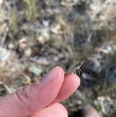 Keyacris scurra (Key's Matchstick Grasshopper) at Wamboin, NSW - 1 Aug 2024 by JT1997