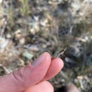 Keyacris scurra at Wamboin, NSW - 1 Aug 2024