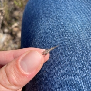 Keyacris scurra at Wamboin, NSW - suppressed