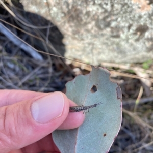 Keyacris scurra at Wamboin, NSW - 1 Aug 2024