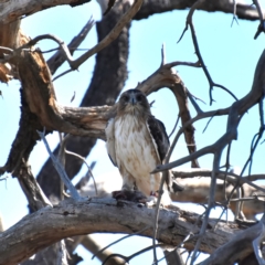 Hieraaetus morphnoides (Little Eagle) by davidcunninghamwildlife