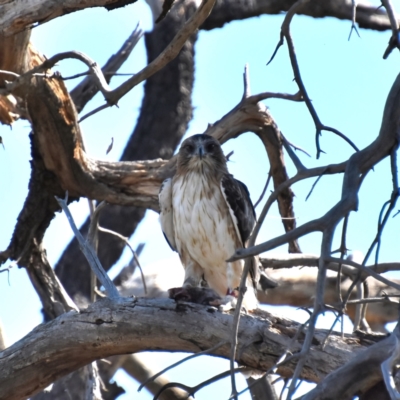 Hieraaetus morphnoides (Little Eagle) by davidcunninghamwildlife