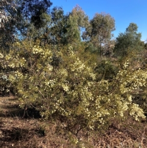 Acacia genistifolia at Watson, ACT - 10 Jun 2024 01:48 PM