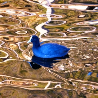 Fulica atra (Eurasian Coot) at Ellenbrook, WA - 6 May 2022 by MB