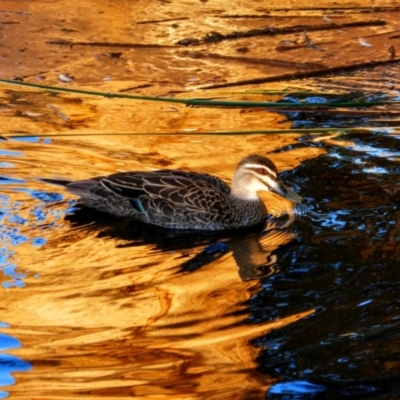 Anas superciliosa (Pacific Black Duck) at Ellenbrook, WA - 5 May 2022 by MB