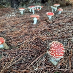 Amanita muscaria (Fly Agaric) at Greenway, ACT - 14 May 2022 by MB