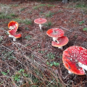 Amanita muscaria at Greenway, ACT - 14 May 2022 10:19 AM