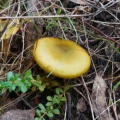 Cortinarius austrovenetus at Tharwa, ACT - 17 May 2022 by MB