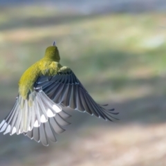 Oriolus sagittatus (Olive-backed Oriole) at Symonston, ACT - 1 Aug 2024 by rawshorty