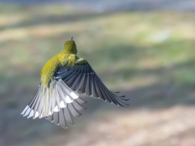 Oriolus sagittatus (Olive-backed Oriole) at Symonston, ACT - 1 Aug 2024 by rawshorty