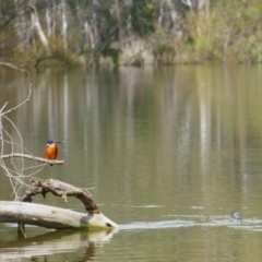 Ceyx azureus (Azure Kingfisher) at Mathoura, NSW - 23 Sep 2022 by MB