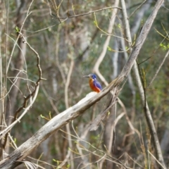 Ceyx azureus at Mathoura, NSW - 23 Sep 2022