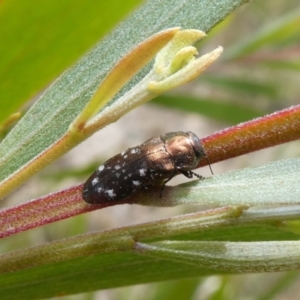 Diphucrania sp. (genus) at Theodore, ACT - 30 Dec 2020