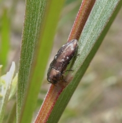 Diphucrania sp. (genus) at Theodore, ACT - 30 Dec 2020