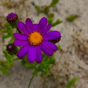 Senecio elegans at suppressed - suppressed