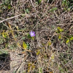 Vinca major (Blue Periwinkle) at Hume, ACT - 1 Aug 2024 by Jiggy