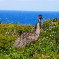 Dromaius novaehollandiae (Emu) at Windy Harbour, WA - 6 Oct 2022 by MB