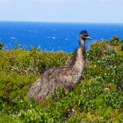 Dromaius novaehollandiae (Emu) at Windy Harbour, WA - 6 Oct 2022 by MB