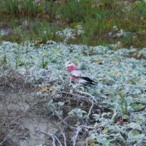 Eolophus roseicapilla at Augusta, WA - 7 Oct 2022