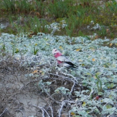 Eolophus roseicapilla (Galah) at Augusta, WA - 6 Oct 2022 by MB