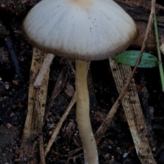 zz agaric (stem; gill colour unknown) at South Wolumla, NSW - 31 Jul 2024 by Teresa