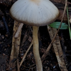 zz agaric (stem; gill colour unknown) at South Wolumla, NSW - 31 Jul 2024