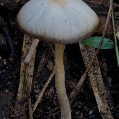 Unidentified Cap on a stem; gills below cap [mushrooms or mushroom-like] at South Wolumla, NSW - 30 Jul 2024 by Teresa