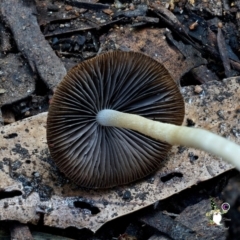 zz agaric (stem; gill colour unknown) at South Wolumla, NSW - 31 Jul 2024