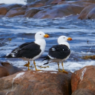 Larus pacificus (Pacific Gull) at Leeuwin, WA - 6 Oct 2022 by MB