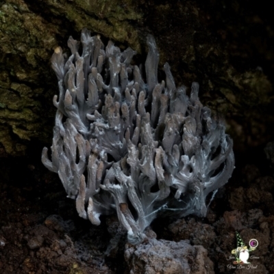 Ramaria sp. (genus) (A Coral fungus) at South Wolumla, NSW - 31 Jul 2024 by Teresa