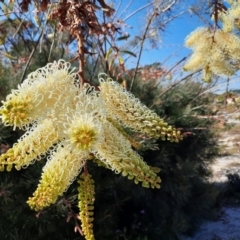 Grevillea sp. (Grevillea) at Ellenbrook, WA - 14 Oct 2022 by MB