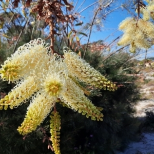 Grevillea sp. at Ellenbrook, WA - 15 Oct 2022