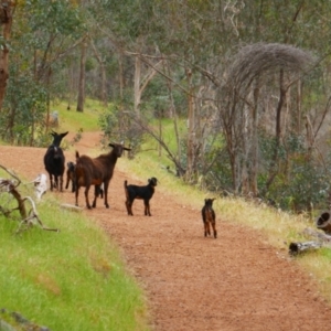 Capra hircus at Walyunga National Park, WA - 20 Oct 2022