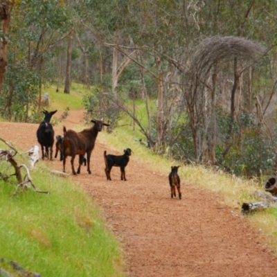 Capra hircus (Wild Goat) at Walyunga National Park, WA - 19 Oct 2022 by MB