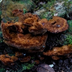 Phellinus sp. at South Wolumla, NSW - 31 Jul 2024 by Teresa