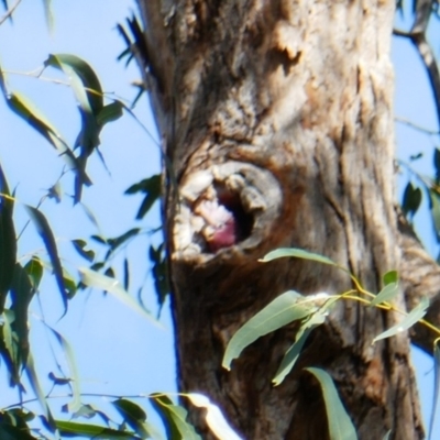 Eolophus roseicapilla (Galah) at Edgewater, WA - 30 Oct 2022 by MB