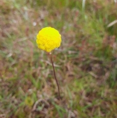 Craspedia sp. (Billy Buttons) at Taylor, ACT - 22 Nov 2022 by MB