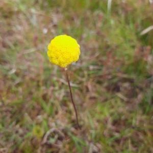 Craspedia sp. at Taylor, ACT - 22 Nov 2022