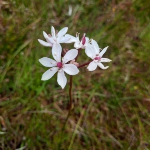 Burchardia umbellata at Taylor, ACT - 22 Nov 2022 10:16 AM