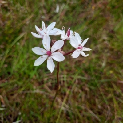 Burchardia umbellata (Milkmaids) at Taylor, ACT - 22 Nov 2022 by MB