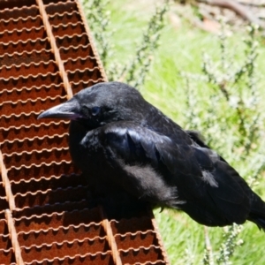 Corvus mellori at Charlotte Pass, NSW - 18 Dec 2022