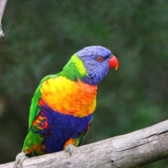 Trichoglossus moluccanus (Rainbow Lorikeet) at Richardson, ACT - 5 Jan 2022 by MB