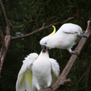 Cacatua galerita at Richardson, ACT - 18 Jan 2022 10:55 AM