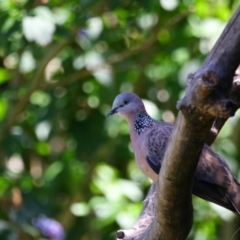 Spilopelia chinensis (Spotted Dove) at Richardson, ACT - 16 Feb 2022 by MB