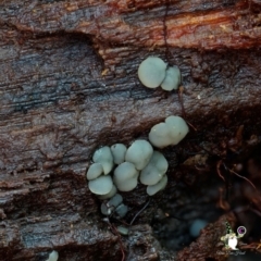 zz – ascomycetes - apothecial (Cup fungus) at South Wolumla, NSW - 31 Jul 2024 by Teresa