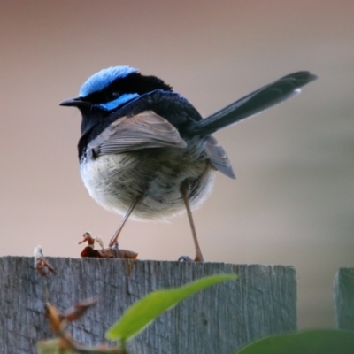 Malurus cyaneus (Superb Fairywren) at Richardson, ACT - 17 Jun 2022 by MB